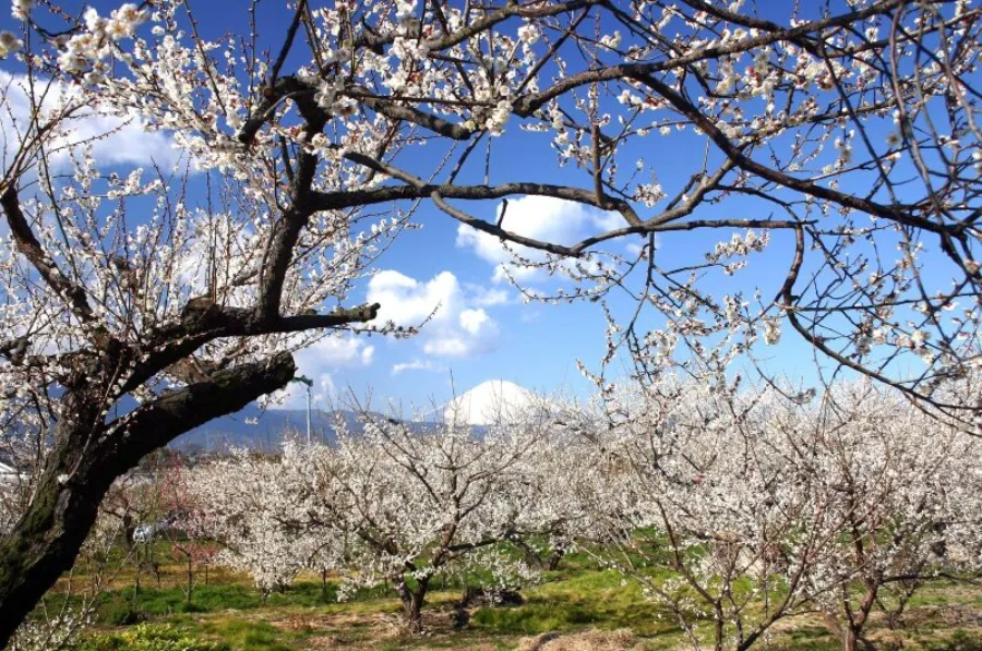 Bairin Park - Nơi Ngắm Hoa Mận Đẹp Nhất ở Gifu Vào Mùa Xuân