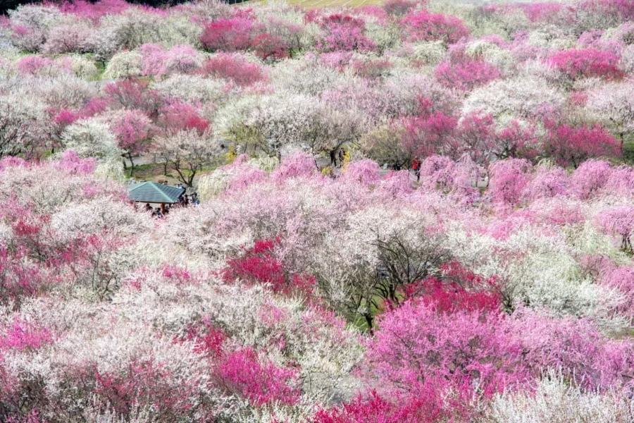 Bairin Park - Nơi Ngắm Hoa Mận Đẹp Nhất ở Gifu Vào Mùa Xuân