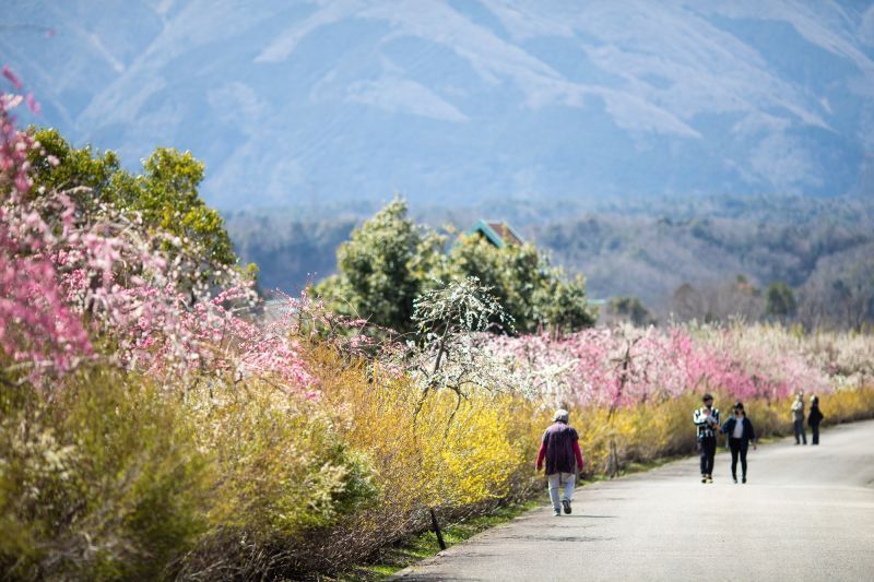 Bairin Park - Nơi Ngắm Hoa Mận Đẹp Nhất ở Gifu Vào Mùa Xuân