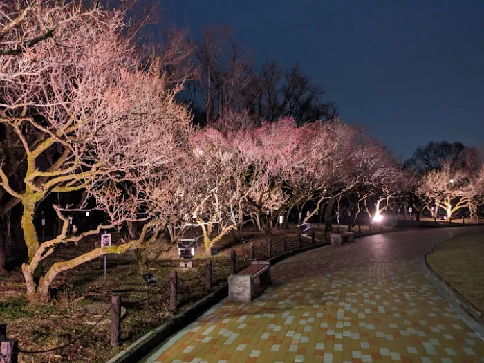 Bairin Park - Nơi Ngắm Hoa Mận Đẹp Nhất ở Gifu Vào Mùa Xuân