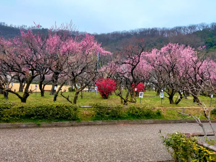 Bairin Park - Nơi Ngắm Hoa Mận Đẹp Nhất ở Gifu Vào Mùa Xuân