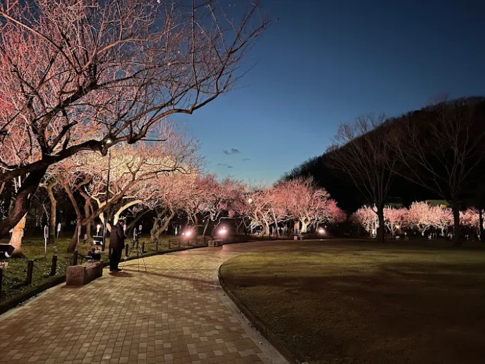 Bairin Park - Nơi Ngắm Hoa Mận Đẹp Nhất ở Gifu Vào Mùa Xuân