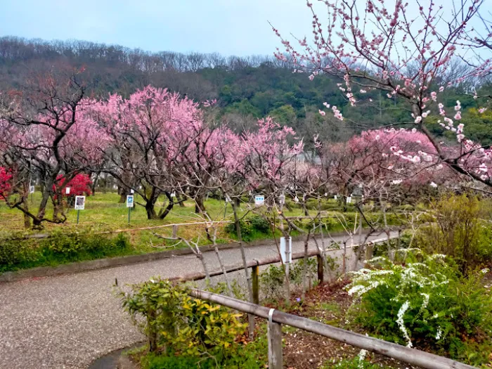 Bairin Park - Nơi Ngắm Hoa Mận Đẹp Nhất ở Gifu Vào Mùa Xuân