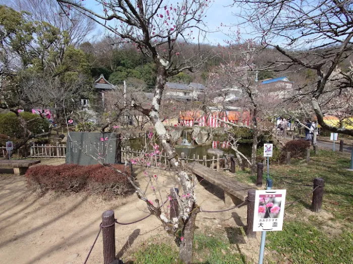 Bairin Park - Nơi Ngắm Hoa Mận Đẹp Nhất ở Gifu Vào Mùa Xuân