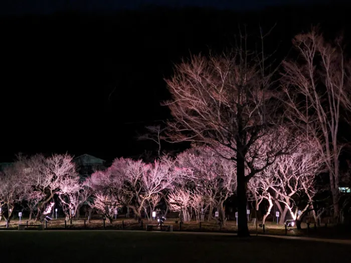 Bairin Park - Nơi Ngắm Hoa Mận Đẹp Nhất ở Gifu Vào Mùa Xuân