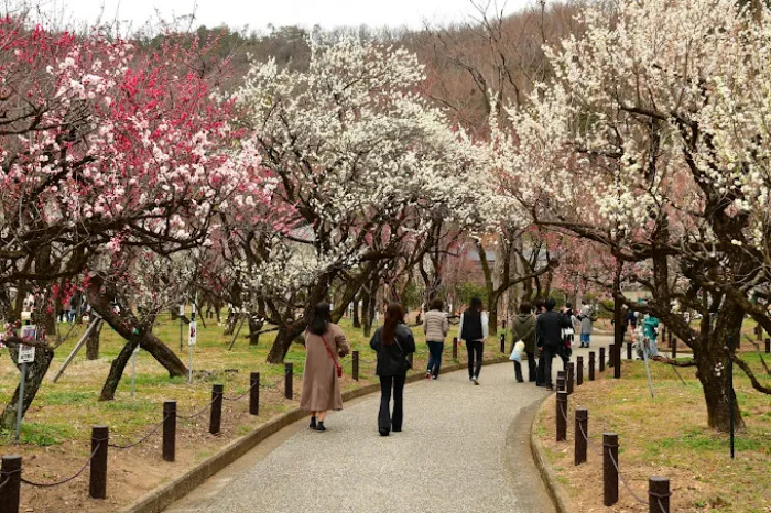 Bairin Park - Nơi Ngắm Hoa Mận Đẹp Nhất ở Gifu Vào Mùa Xuân