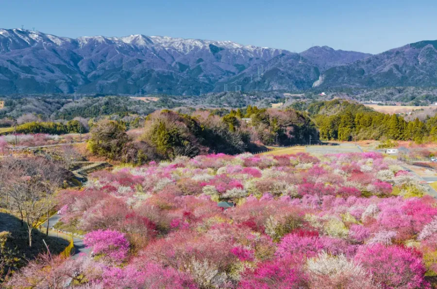 Bairin Park - Nơi Ngắm Hoa Mận Đẹp Nhất ở Gifu Vào Mùa Xuân