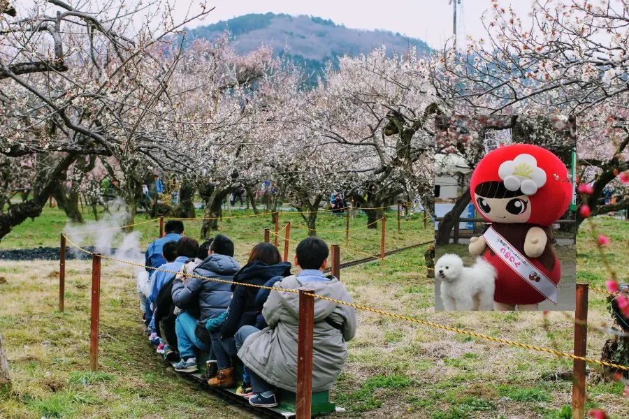 Bairin Park - Nơi Ngắm Hoa Mận Đẹp Nhất ở Gifu Vào Mùa Xuân