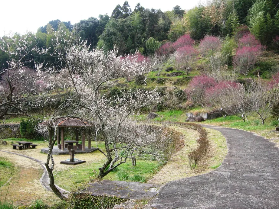 Bairin Park - Nơi Ngắm Hoa Mận Đẹp Nhất ở Gifu Vào Mùa Xuân