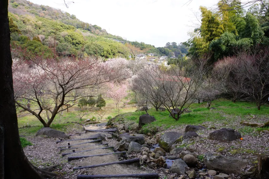 Bairin Park - Nơi Ngắm Hoa Mận Đẹp Nhất ở Gifu Vào Mùa Xuân