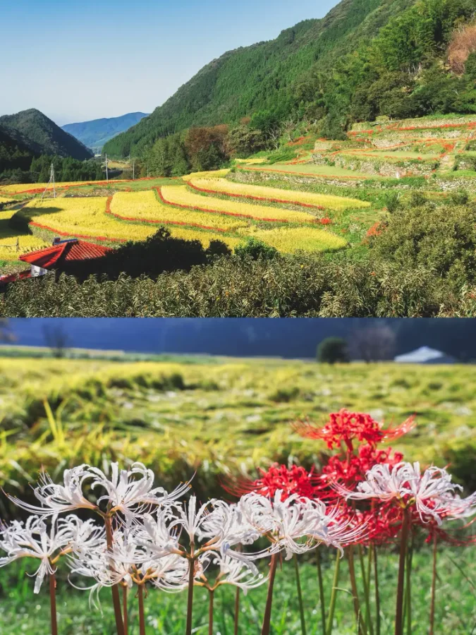 Hoa bỉ ngạn trắng - Mạn Đà La Hoa