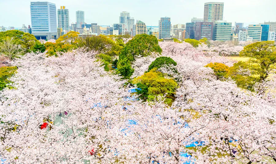 Fukuoka Castle Ruins: Khám phá vẻ đẹp của lâu đài Fukuoka