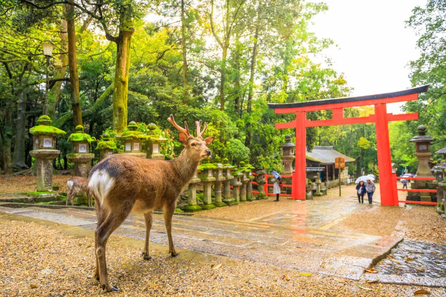 Kasuga Taisha Shrine: Ngôi đền linh thiêng bậc nhất ở Nara