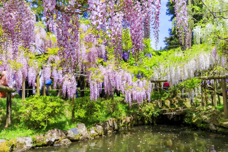 Kasuga Taisha Shrine: Ngôi đền linh thiêng bậc nhất ở Nara