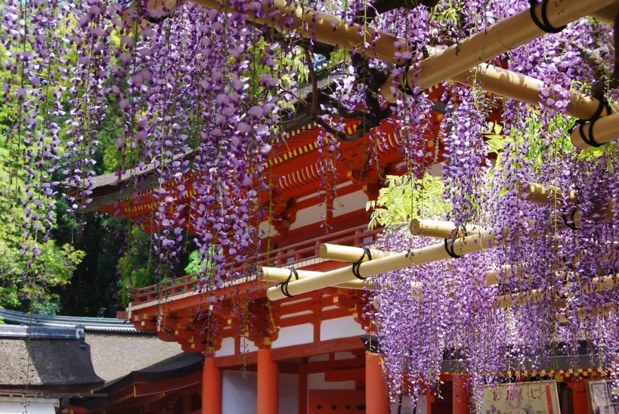 Kasuga Taisha Shrine: Ngôi đền linh thiêng bậc nhất ở Nara