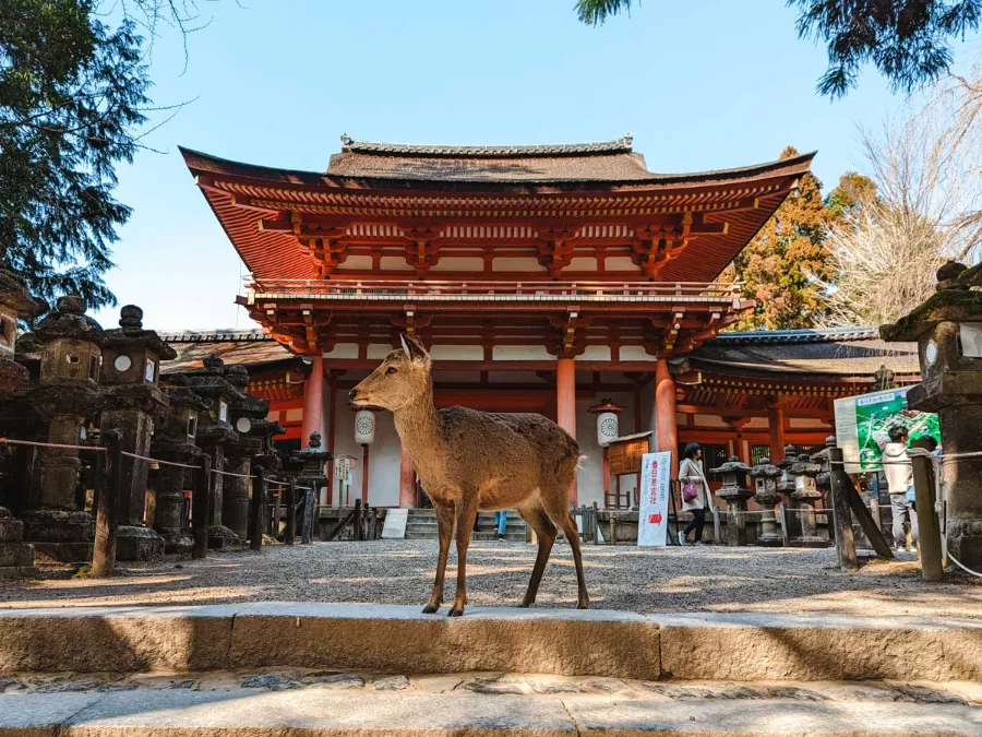 Kasuga Taisha Shrine: Ngôi đền linh thiêng bậc nhất ở Nara