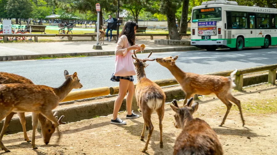 Kasuga Taisha Shrine: Ngôi đền linh thiêng bậc nhất ở Nara