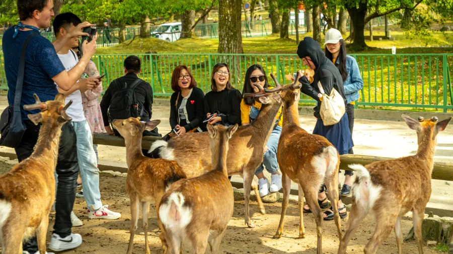 Kasuga Taisha Shrine: Ngôi đền linh thiêng bậc nhất ở Nara