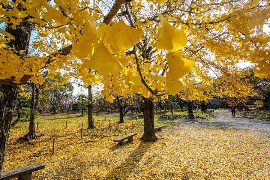 Ohori Park: Viên ngọc xanh giữa lòng Fukuoka