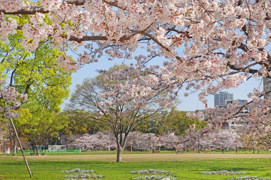 Ohori Park - Công Viên xanh giữa lòng Fukuoka, Nhật Bản