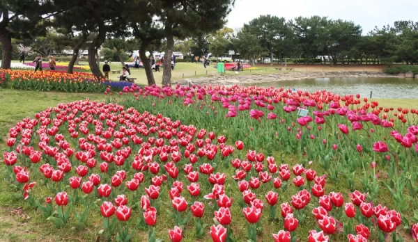 Hoa Tulip Nhật Bản (Churippu): Sắc Màu Tươi Mới Báo Hiệu Mùa Xuân Rực Rỡ Uminonakamichi Seaside Park - Thiên đường hoa ở Fukuoka