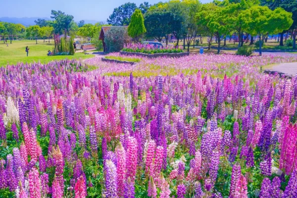 Uminonakamichi Seaside Park - Thiên đường hoa ở Fukuoka