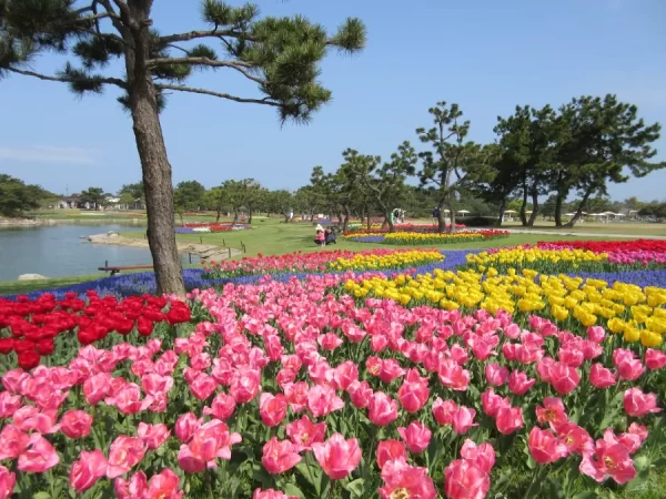 Hoa Tulip Nhật Bản (Churippu): Sắc Màu Tươi Mới Báo Hiệu Mùa Xuân Rực Rỡ Uminonakamichi Seaside Park - Thiên đường hoa ở Fukuoka