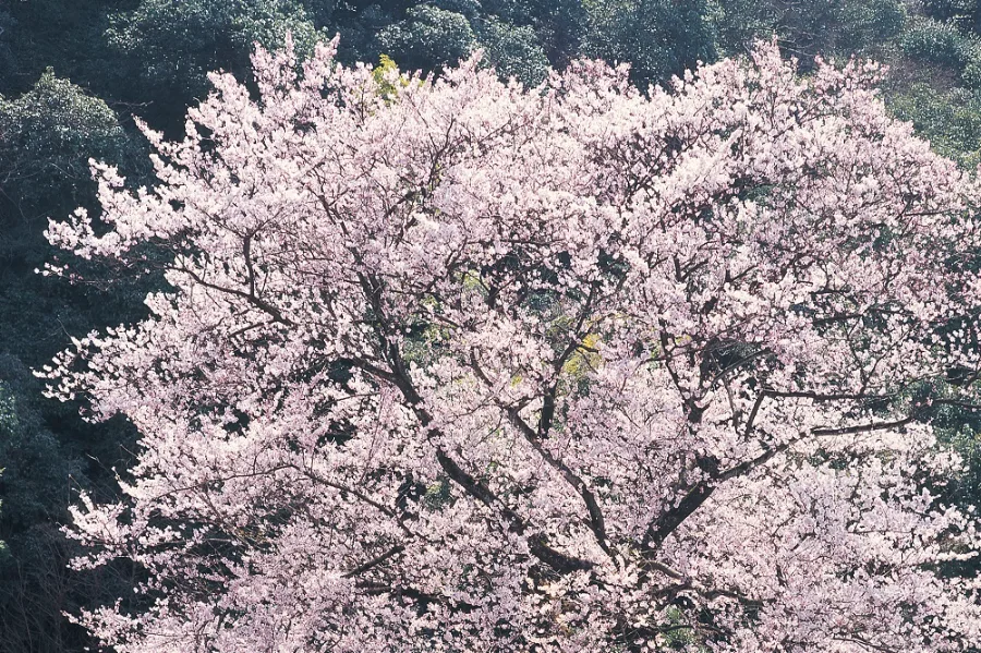 Gifu Castle - Tòa lâu đài cổ kính, biểu tượng của tỉnh Gifu