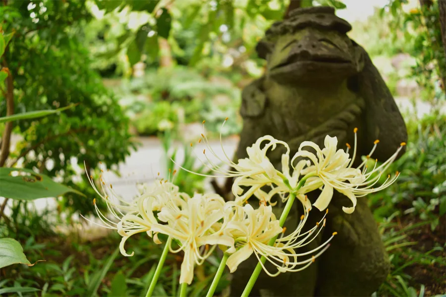 Hoa bỉ ngạn trắng - Mạn Đà La Hoa