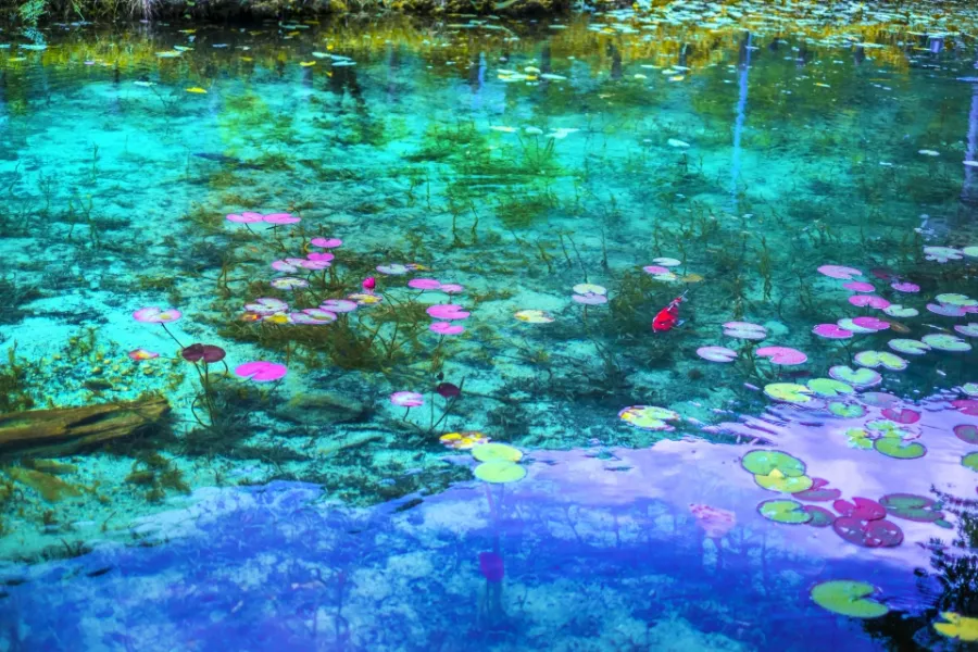 Monet's Pond - Tuyệt Tác giữa Thiên Nhiên Đầy Màu Sắc