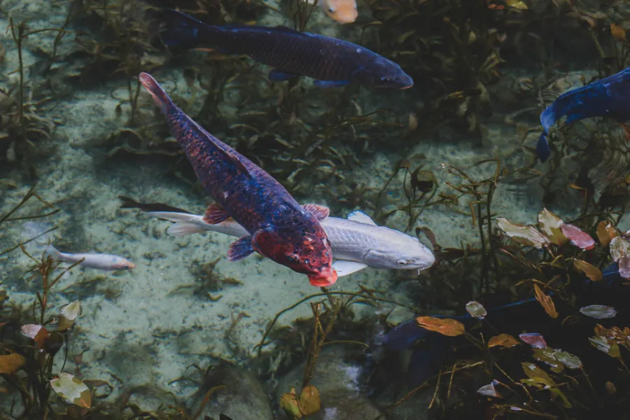 Monet's Pond - Tuyệt Tác giữa Thiên Nhiên Đầy Màu Sắc