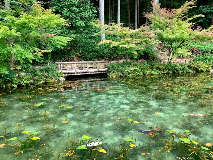 Monet's Pond - Tuyệt Tác giữa Thiên Nhiên Đầy Màu Sắc