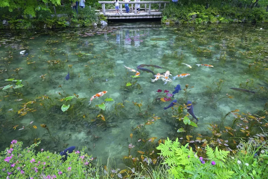 Monet's Pond - Tuyệt Tác giữa Thiên Nhiên Đầy Màu Sắc