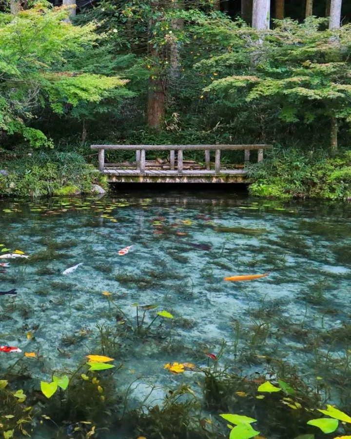 Monet's Pond - Tuyệt Tác giữa Thiên Nhiên Đầy Màu Sắc