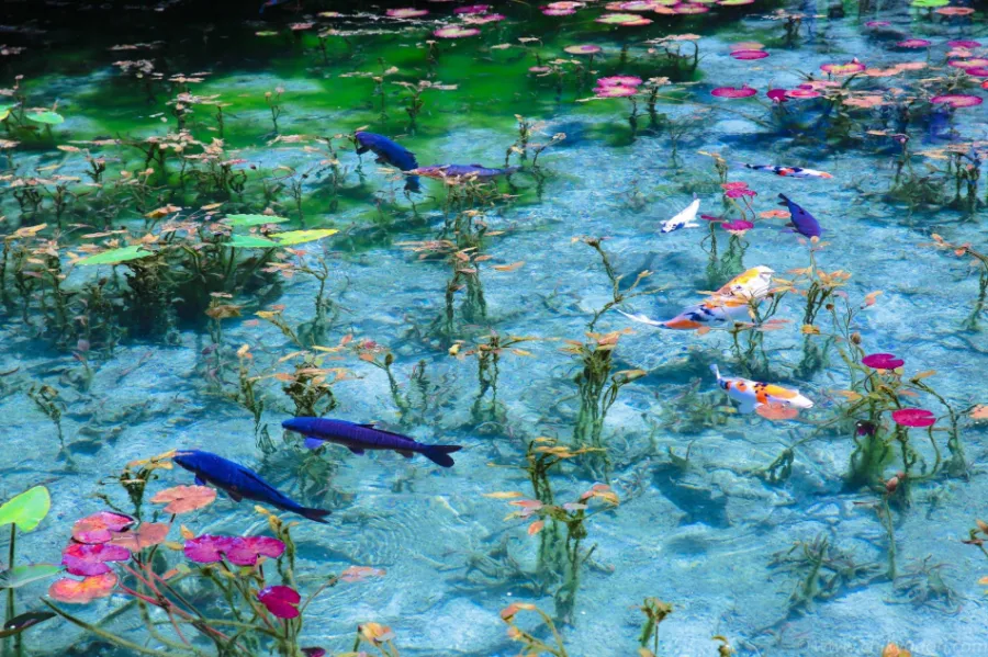 Monet's Pond - Tuyệt Tác giữa Thiên Nhiên Đầy Màu Sắc