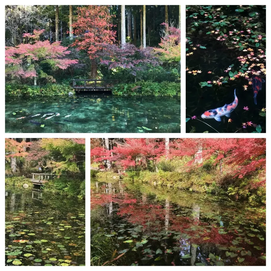 Monet's Pond - Tuyệt Tác giữa Thiên Nhiên Đầy Màu Sắc