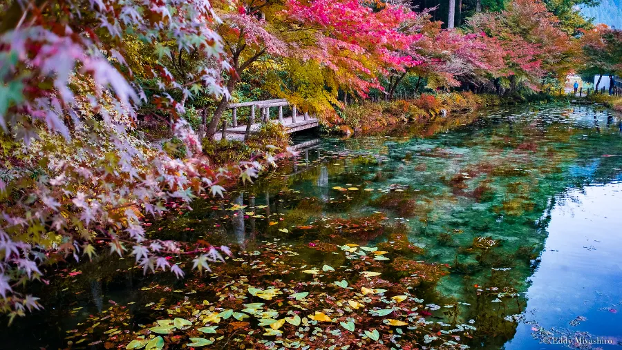 Monet's Pond - Tuyệt Tác giữa Thiên Nhiên Đầy Màu Sắc