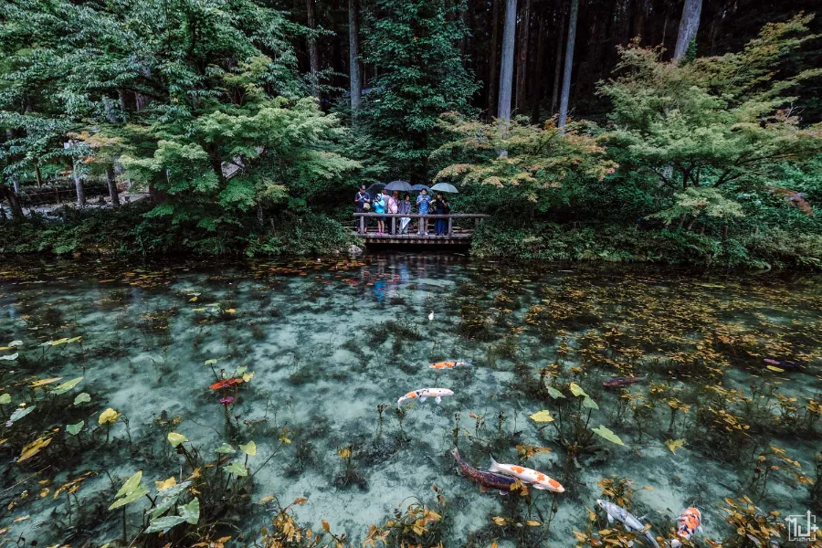 Monet's Pond - Tuyệt Tác giữa Thiên Nhiên Đầy Màu Sắc