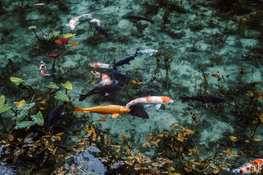 Monet's Pond - Tuyệt Tác giữa Thiên Nhiên Đầy Màu Sắc