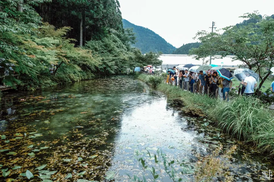 Monet's Pond - Tuyệt Tác giữa Thiên Nhiên Đầy Màu Sắc