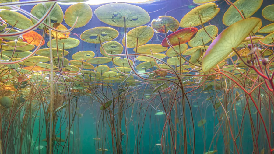 Monet's Pond - Tuyệt Tác giữa Thiên Nhiên Đầy Màu Sắc