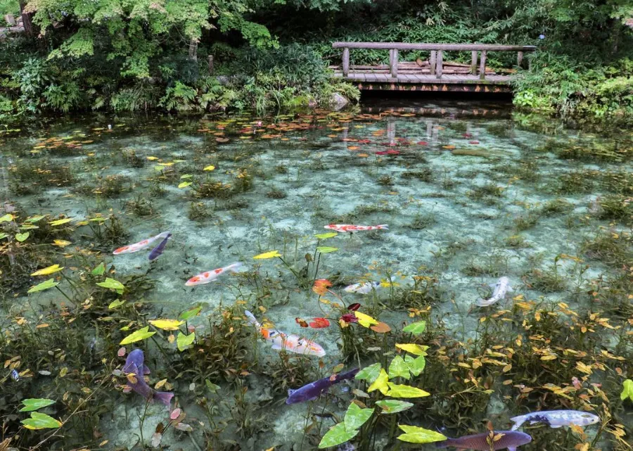 Monet's Pond - Tuyệt Tác giữa Thiên Nhiên Đầy Màu Sắc