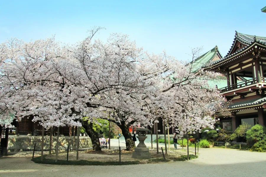 Tochoji Temple: Hành Trình Tâm Linh - Nơi Hội Tụ Tâm Hồn