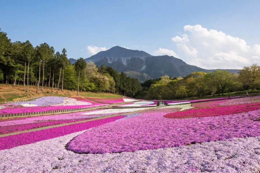 Hitsujiyama Park: Thiên đường hoa Shibazakura giữa lòng Chichibu