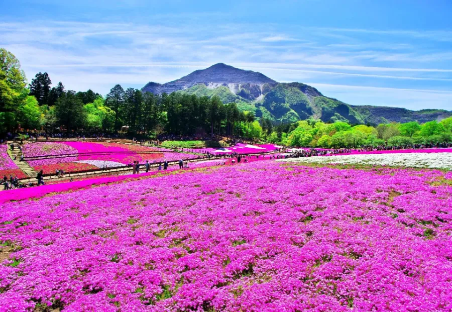 Shibazakura Hitsujiyama Park