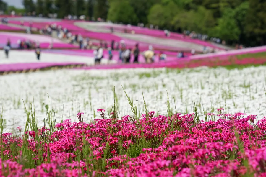 Hitsujiyama Park: Thiên đường hoa Shibazakura giữa lòng Chichibu