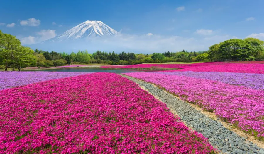 Hitsujiyama Park: Thiên đường hoa Shibazakura giữa lòng Chichibu