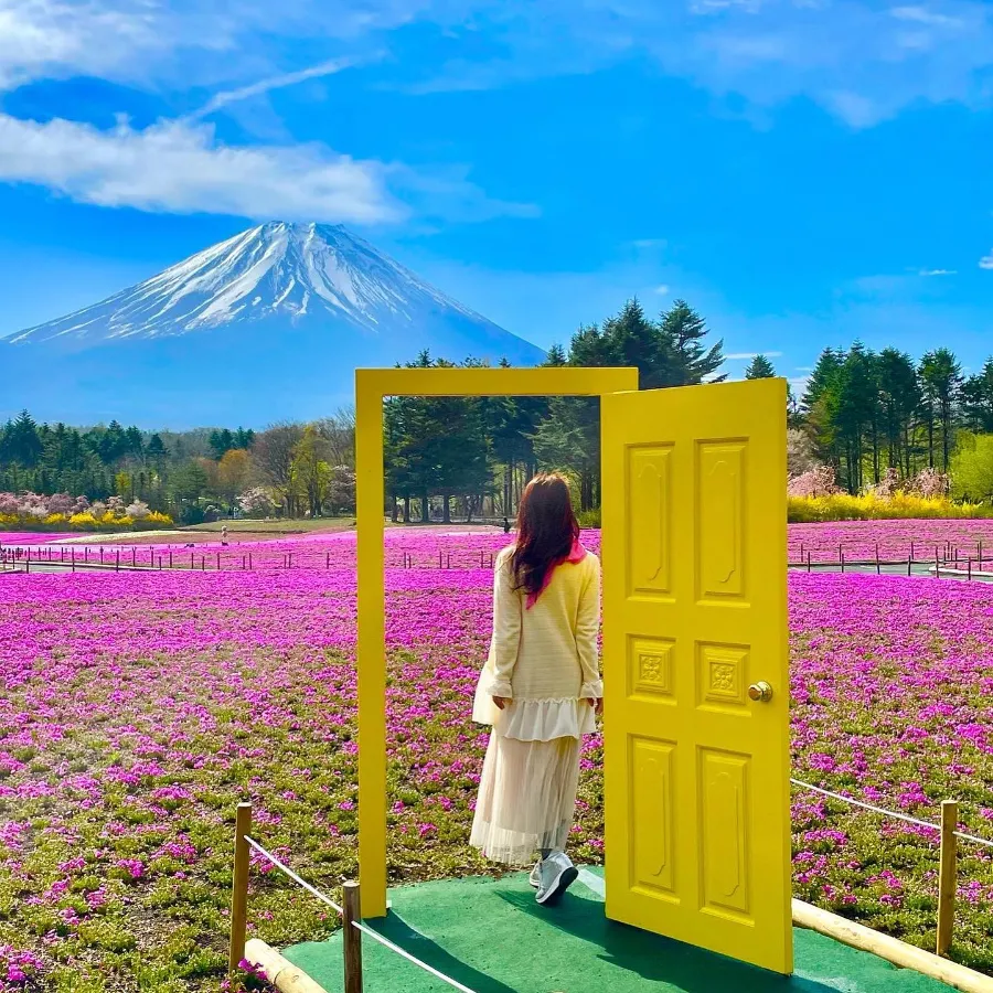 Hitsujiyama Park: Thiên đường hoa Shibazakura giữa lòng Chichibu