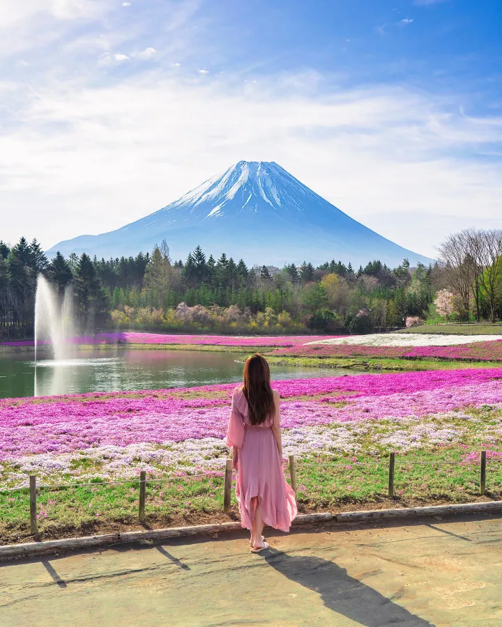 Hitsujiyama Park: Thiên đường hoa Shibazakura giữa lòng Chichibu