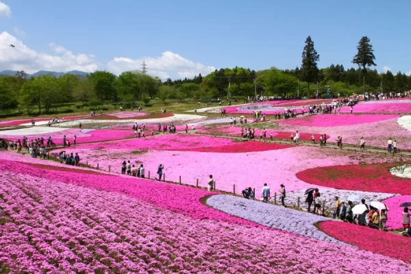 Top 13 cảnh đẹp Nhật Bản mùa xuân "hiếm thấy" Hitsujiyama Park: Thiên đường hoa Shibazakura giữa lòng Chichibu
